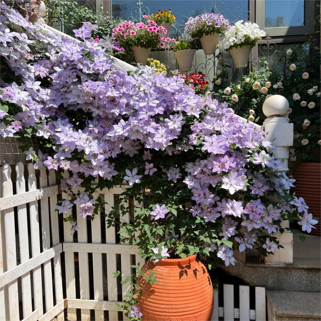 🌸Queen of Vines - Climbing Clematis Seeds